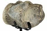 Fossil Mosasaur Vertebra w/ Metal Stand - Texas #316032-2